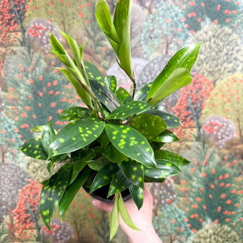 gold dust dracaena flower Dracaena surculosa