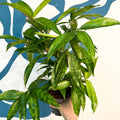 Dracaena surculosa - Gold Dust Plant - Sprouts of Bristol