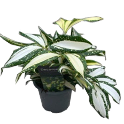 dracaena surculosa milky way Dracaena surculosa 'Milky Way' – Sprouts of Bristol