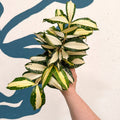 Dracaena surculosa 'Milky Way' - Sprouts of Bristol