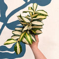 Dracaena surculosa 'Milky Way' - Sprouts of Bristol