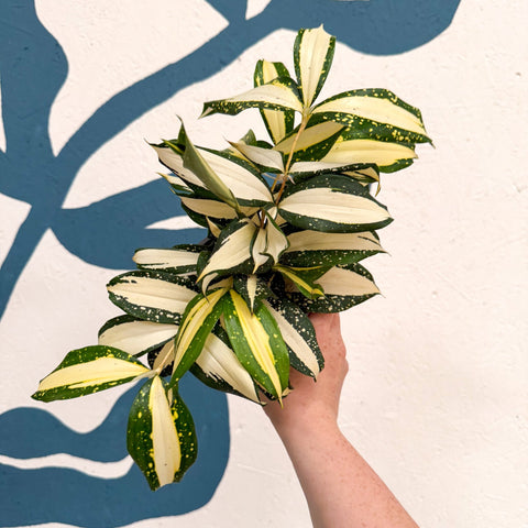 Dracaena surculosa 'Milky Way' - Sprouts of Bristol