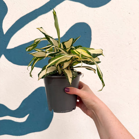 Dracaena surculosa 'Milky Way' - Sprouts of Bristol