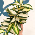 Dracaena surculosa 'Milky Way' - Sprouts of Bristol