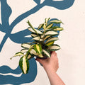 Dracaena surculosa 'Milky Way' - Sprouts of Bristol