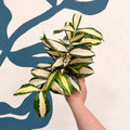 Dracaena surculosa 'Milky Way' - Sprouts of Bristol