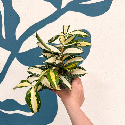 Dracaena surculosa 'Milky Way' - Sprouts of Bristol