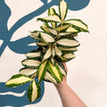 Dracaena surculosa 'Milky Way' - Sprouts of Bristol