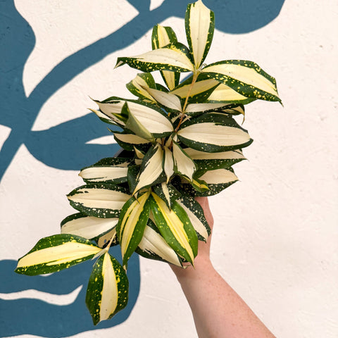 Dracaena surculosa 'Milky Way' - Sprouts of Bristol