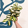 Dracaena surculosa 'Milky Way' - Sprouts of Bristol