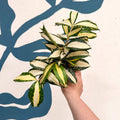 Dracaena surculosa 'Milky Way' - Sprouts of Bristol