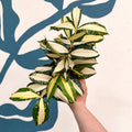 Dracaena surculosa 'Milky Way' - Sprouts of Bristol