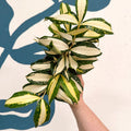 Dracaena surculosa 'Milky Way' - Sprouts of Bristol