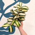 Dracaena surculosa 'Milky Way' - Sprouts of Bristol