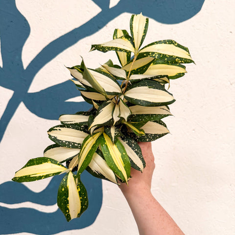 Dracaena surculosa 'Milky Way' - Sprouts of Bristol