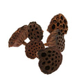 Dried Lotus Seed Heads - Christmas Craft Wreath Florist Festive Decoration - Sprouts of Bristol