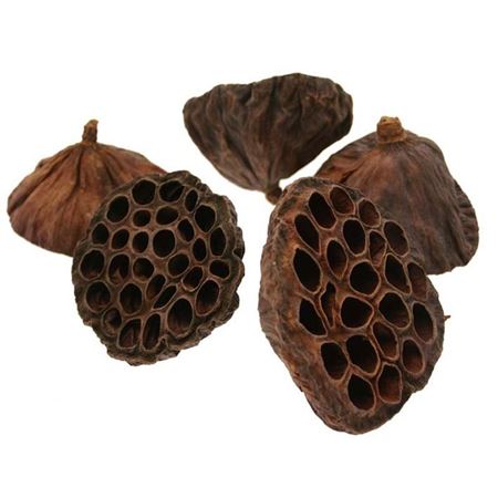 Dried Lotus Seed Heads - Christmas Craft Wreath Florist Festive Decoration - Sprouts of Bristol