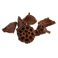 Dried Lotus Seed Heads - Christmas Craft Wreath Florist Festive Decoration - Sprouts of Bristol