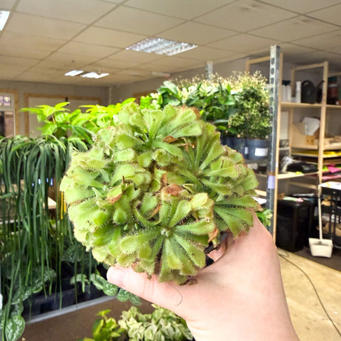 Drosera aliciae - Princess Alice's Sundew - Sprouts of Bristol