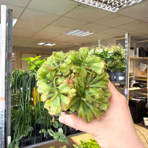 Drosera aliciae - Princess Alice's Sundew - Sprouts of Bristol