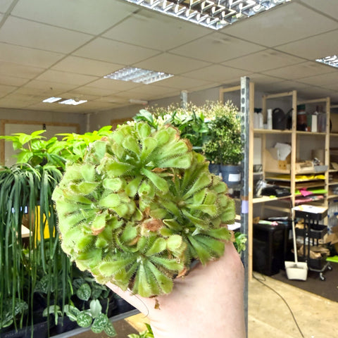 Drosera aliciae - Princess Alice's Sundew - Sprouts of Bristol