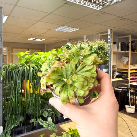 Drosera aliciae - Princess Alice's Sundew - Sprouts of Bristol