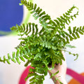 Dryopteris affinis 'Cristata The King' - Scaly Male Fern [Hardy Semi - evergreen] - Sprouts of Bristol