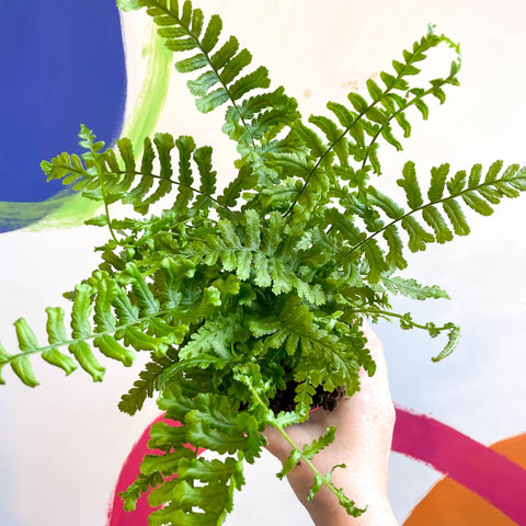 Dryopteris affinis 'Cristata The King' - Scaly Male Fern [Hardy Semi - evergreen] - Sprouts of Bristol