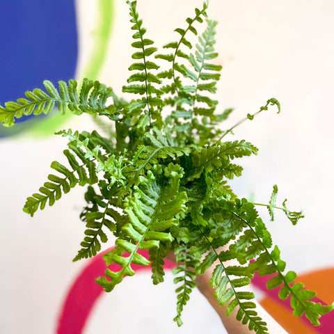 Dryopteris affinis 'Cristata The King' - Scaly Male Fern [Hardy Semi - evergreen] - Sprouts of Bristol