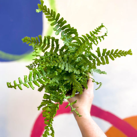 Dryopteris affinis 'Cristata The King' - Scaly Male Fern [Hardy Semi - evergreen] - Sprouts of Bristol