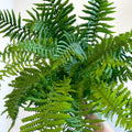 Dryopteris affinis - Scaly Male Fern [Hardy Semi - evergreen] - Sprouts of Bristol