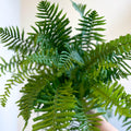 Dryopteris affinis - Scaly Male Fern [Hardy Semi - evergreen] - Sprouts of Bristol