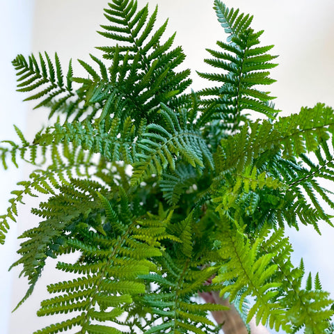 Dryopteris affinis - Scaly Male Fern [Hardy Semi - evergreen] - Sprouts of Bristol