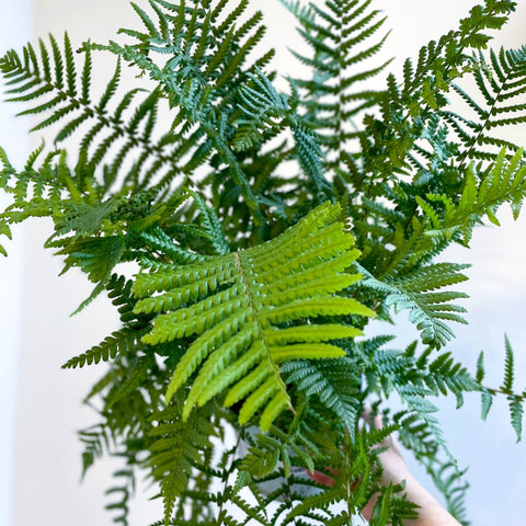 Dryopteris affinis - Scaly Male Fern [Hardy Semi - evergreen] - Sprouts of Bristol