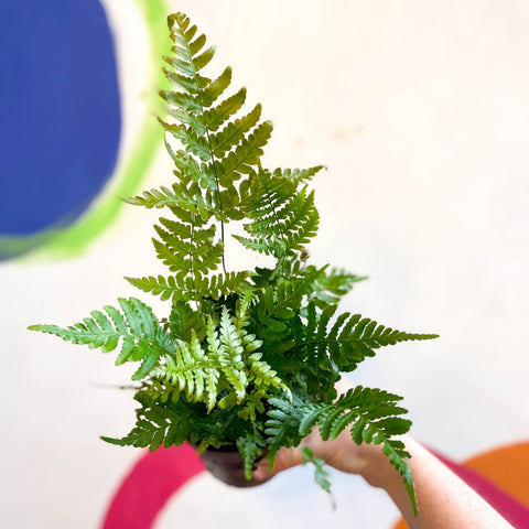 Dryopteris erythrosora 'Brilliance' - Copper Shield Fern [Hardy Evergreen] - Sprouts of Bristol