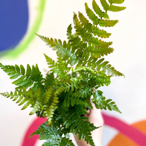 Dryopteris erythrosora 'Brilliance' - Copper Shield Fern [Hardy Evergreen] - Sprouts of Bristol