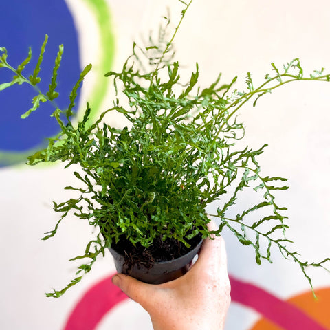 Dryopteris filix - mas 'Linearis Polydactyla' - Male Fern [Hardy Semi - evergreen] - Sprouts of Bristol