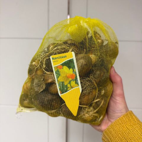 Dwarf Daffodil – Narcissus ‘Jetfire’ [Bulbs, Pack of 50] - Sprouts of Bristol