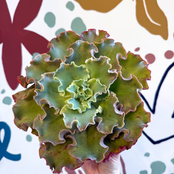 succulent blue giant Echeveria 'Giant Blue' – Giant Blue Succulent – Sprouts of Bristol