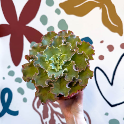 giant blue succulent Echeveria 'Giant Blue' – Giant Blue Succulent – Sprouts of Bristol