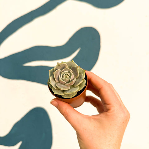 Echeveria 'Lola' - Sprouts of Bristol