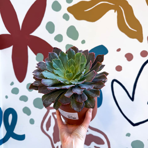 neon breaker succulent Echeveria 'Neon Breaker' – Sprouts of Bristol