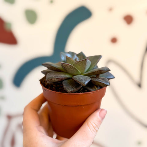 purpurea succulent Echeveria purpurea – Sprouts of Bristol