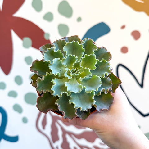 shaviana succulent Echeveria shaviana – Sprouts of Bristol