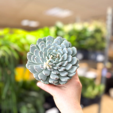 Echeveria texensis – Texas Echeveria - Sprouts of Bristol