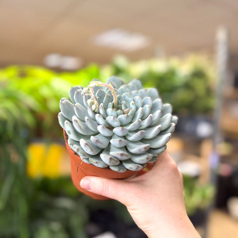 Echeveria texensis – Texas Echeveria - Sprouts of Bristol