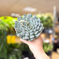 Echeveria texensis – Texas Echeveria - Sprouts of Bristol