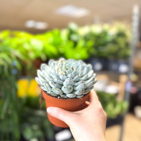 Echeveria texensis – Texas Echeveria - Sprouts of Bristol