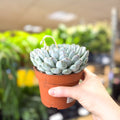 Echeveria texensis – Texas Echeveria - Sprouts of Bristol