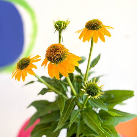 Echinacea purpurea - Yellow Coneflower - Sprouts of Bristol